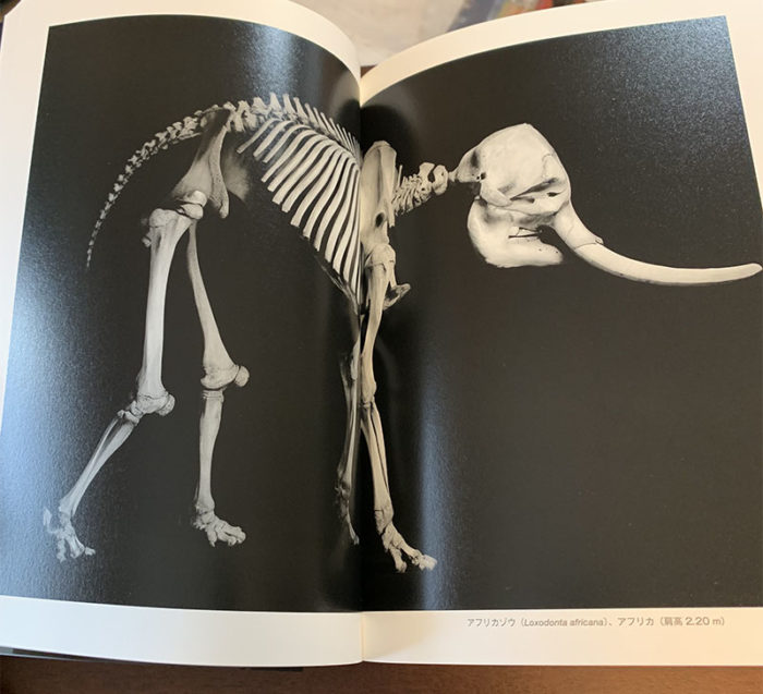 骨から見る生物の進化【コンパクト版】